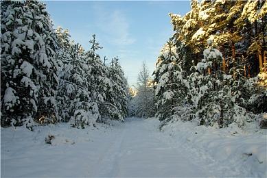 初代Roguelike日系美少女游戏策略《绯樱白狐》Steam页面上线 支持中文